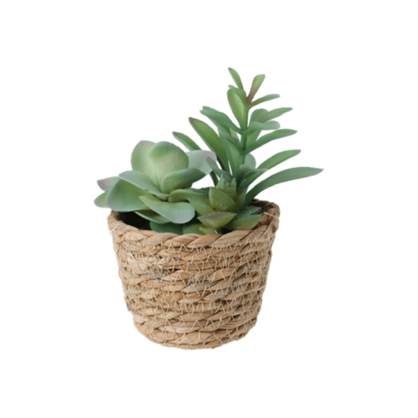 Design sans titre - 2024-07-29T162502.544